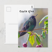 Costa Rica vogel - Fiery-throated Hummingbird Briefkaart (Voorkant / Achterkant)