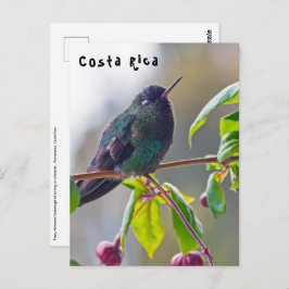 Costa Rica vogel - Fiery-throated Hummingbird Briefkaart