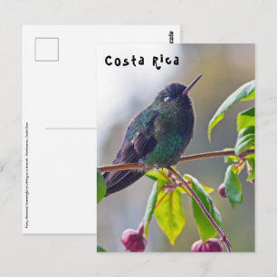 Costa Rica vogel - Fiery-throated Hummingbird Briefkaart