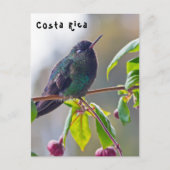 Costa Rica vogel - Fiery-throated Hummingbird Briefkaart (Voorkant)