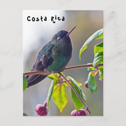 Costa Rica vogel - Fiery-throated Hummingbird Briefkaart (Voorkant)