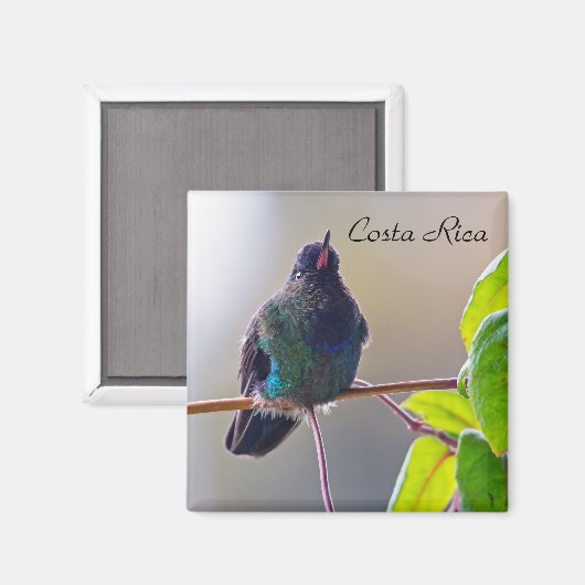 Costa Rica vogel - Fiery-throated Hummingbird Magneet (Voorkant / Achterkant)
