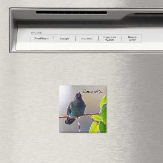 Costa Rica vogel - Fiery-throated Hummingbird Magneet (Insitu (Vaatwasser))