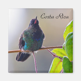 Costa Rica vogel - Fiery-throated Hummingbird Magneet