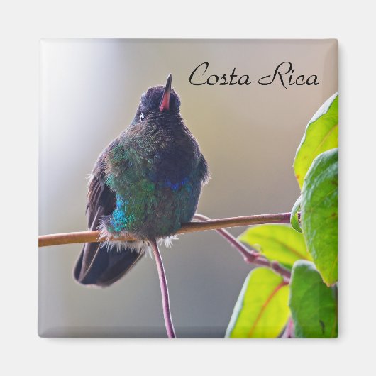 Costa Rica vogel - Fiery-throated Hummingbird Magneet (Voorkant)