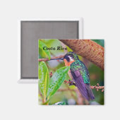 Costa Rica vogel - Fiery-throated Hummingbird Magneet (Voorkant / Achterkant)