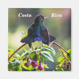 Costa Rica vogel - Fiery-throated Hummingbird Magneet