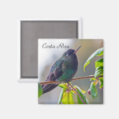 Costa Rica vogel - Fiery-throated Hummingbird Magneet (Voorkant / Achterkant)