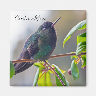 Costa Rica vogel - Fiery-throated Hummingbird Magneet