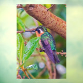 Costa Rica vogel - Fiery-throated Hummingbird Raamsticker (Vel 3)