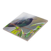 Costa Rica vogel - Fiery-throated Hummingbird Tegeltje (Zijkant)