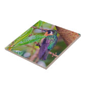 Costa Rica vogel - Fiery-throated Hummingbird Tegeltje (Zijkant)