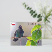 Costa Rica vogel - Vuurkeelkolibrie Briefkaart (Staand voorkant)