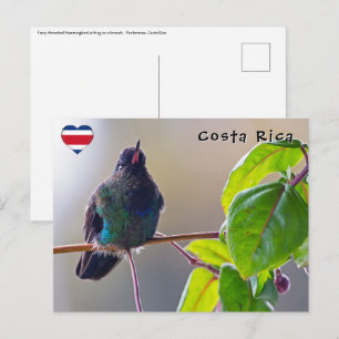 Costa Rica vogel - Vuurkeelkolibrie Briefkaart