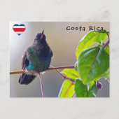 Costa Rica vogel - Vuurkeelkolibrie Briefkaart (Voorkant)