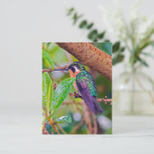 Costa Rica vogel - Vuurkeelkolibrie Briefkaart (Staand voorkant)