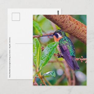 Costa Rica vogel - Vuurkeelkolibrie Briefkaart