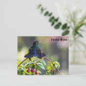 Costa Rica vogel - Vuurkeelkolibrie Briefkaart (Staand voorkant)