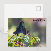 Costa Rica vogel - Vuurkeelkolibrie Briefkaart (Voorkant / Achterkant)