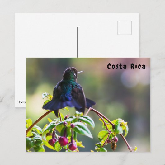 Costa Rica vogel - Vuurkeelkolibrie Briefkaart (Voorkant / Achterkant)