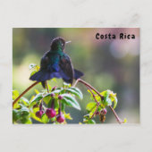 Costa Rica vogel - Vuurkeelkolibrie Briefkaart (Voorkant)