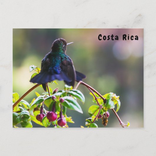 Costa Rica vogel - Vuurkeelkolibrie Briefkaart (Voorkant)