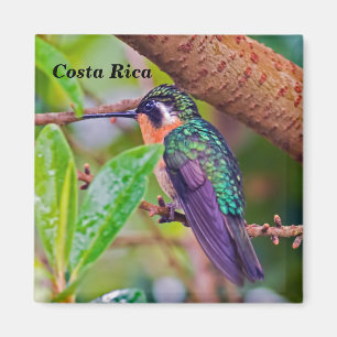 Costa Rica vogel - Vuurkeelkolibrie Magneet
