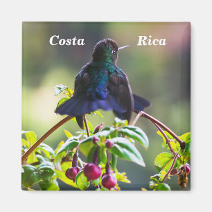 Costa Rica vogel - Vuurkeelkolibrie Magneet