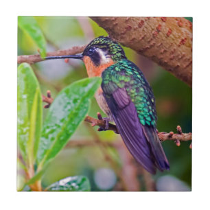 Costa Rica vogel - Vuurkeelkolibrie Tegeltje