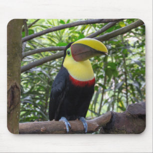 Costa Rica, wilde dieren, natuur Muismat