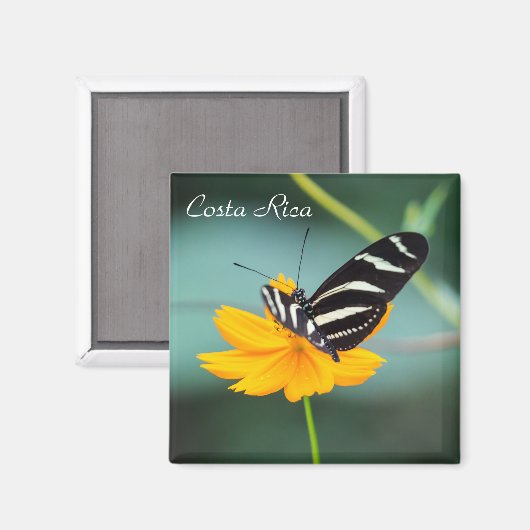 Costa Rica - Zebra langwerpvlinder Magneet (Voorkant / Achterkant)