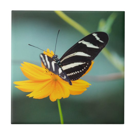Costa Rica - Zebra Longwing Vlinder Tegeltje (Voorkant)
