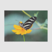 Costa Rica - Zebra Longwing Vlinder Tissuepapier (Voorkant)