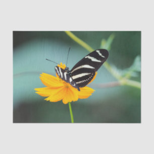 Costa Rica - Zebra Longwing Vlinder Tissuepapier