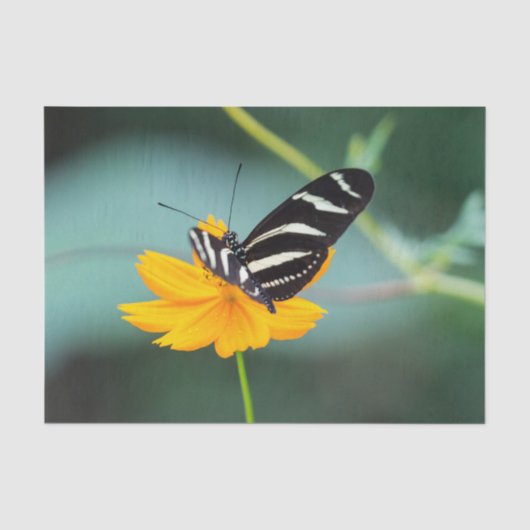 Costa Rica - Zebra Longwing Vlinder Tissuepapier (Voorkant)