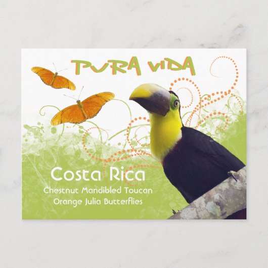 Costa Ricaanse Pura Vida Toucan Briefkaart (Voorkant)