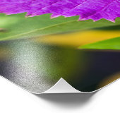 Costa Rican Butterfly Vine Foto Afdruk (Hoek)