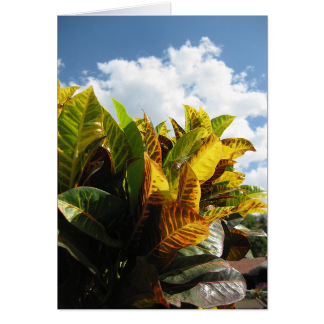 Costa Rican Flora (Voorkant)