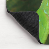 Costa Rican Lizard Muismat (Hoek)