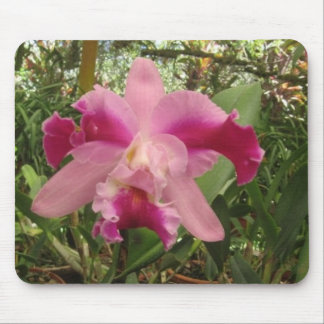 Costa Rican Orchid Muismat