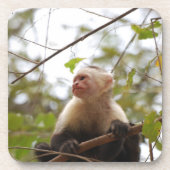 Costa Rican Wild Wonder: Capuchin Monkey Bier Onderzetter (Voorkant)