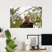Costa Ricische aap, merkwaardige witte capuchin Poster (Thuiskantoor)
