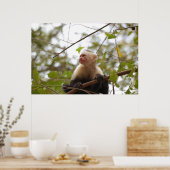 Costa Ricische aap, merkwaardige witte capuchin Poster (Keuken)
