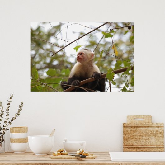 Costa Ricische aap, merkwaardige witte capuchin Poster (Keuken)