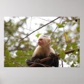 Costa Ricische aap, merkwaardige witte capuchin Poster (Voorkant)