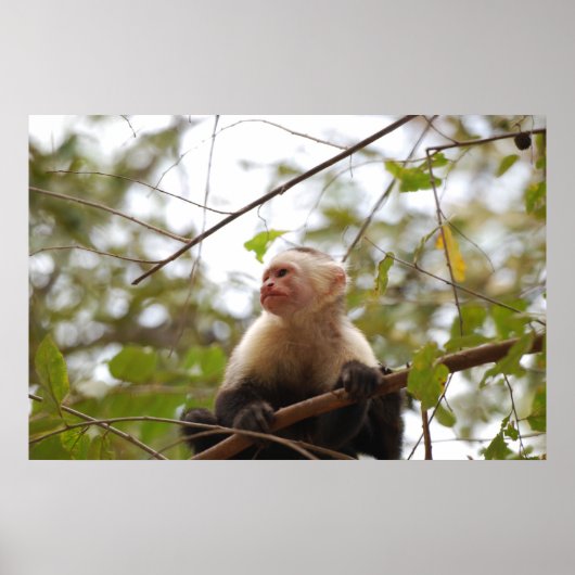 Costa Ricische aap, merkwaardige witte capuchin Poster (Voorkant)