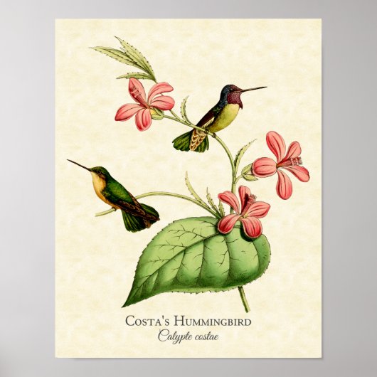 Costa's Hummingbird Art Print (Voorkant)