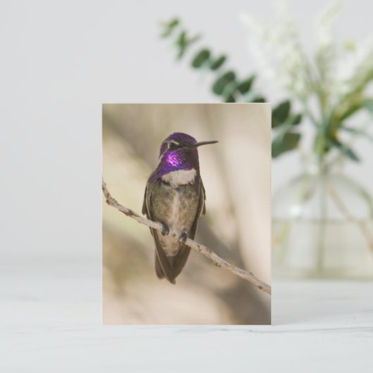Costa's Hummingbird Briefkaart (Staand voorkant)
