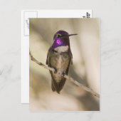 Costa's Hummingbird Briefkaart (Voorkant / Achterkant)