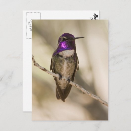 Costa's Hummingbird Briefkaart (Voorkant / Achterkant)